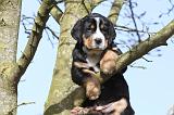 GRAND BOUVIER SUISSE 023
